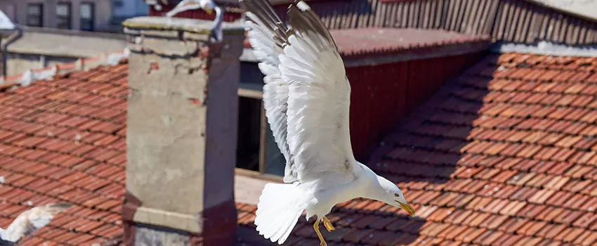 Residential Chimney Animal Removal Solution in Ham Lake, MN