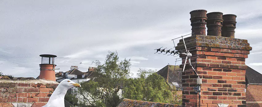 Chimney Cleaning And Restoration in Ham Lake, Minnesota